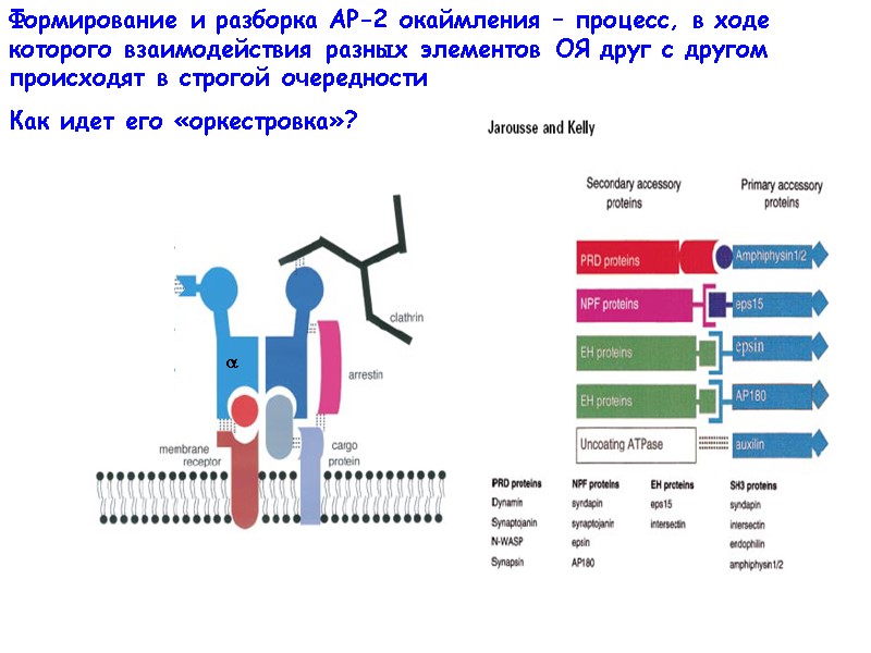 Формирование и разборка АР-2 окаймления – процесс, в ходе которого взаимодействия разных элементов ОЯ